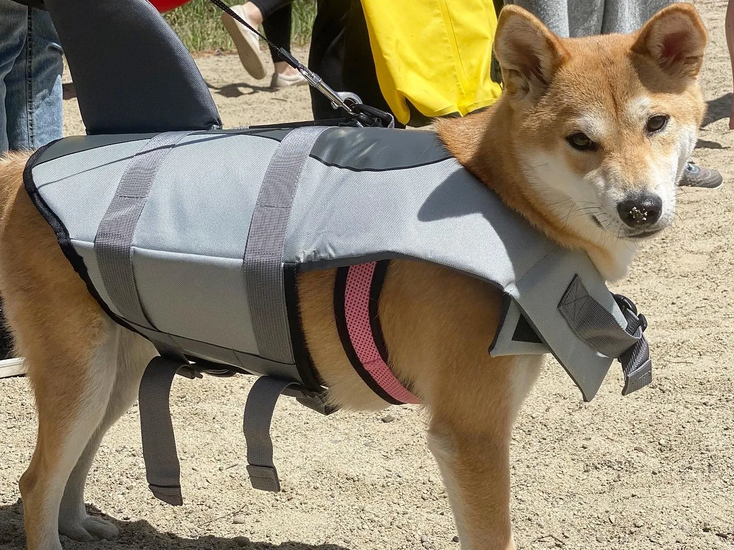 a brown and white dog on a leash