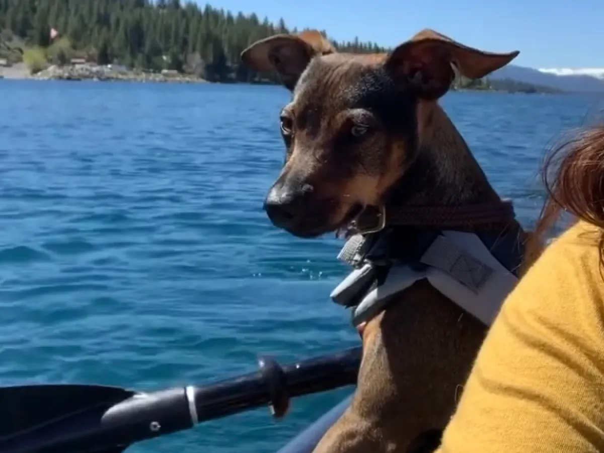 a person with a dog in a body of water