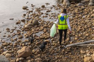 a flock of seagulls standing on a rocky beach
