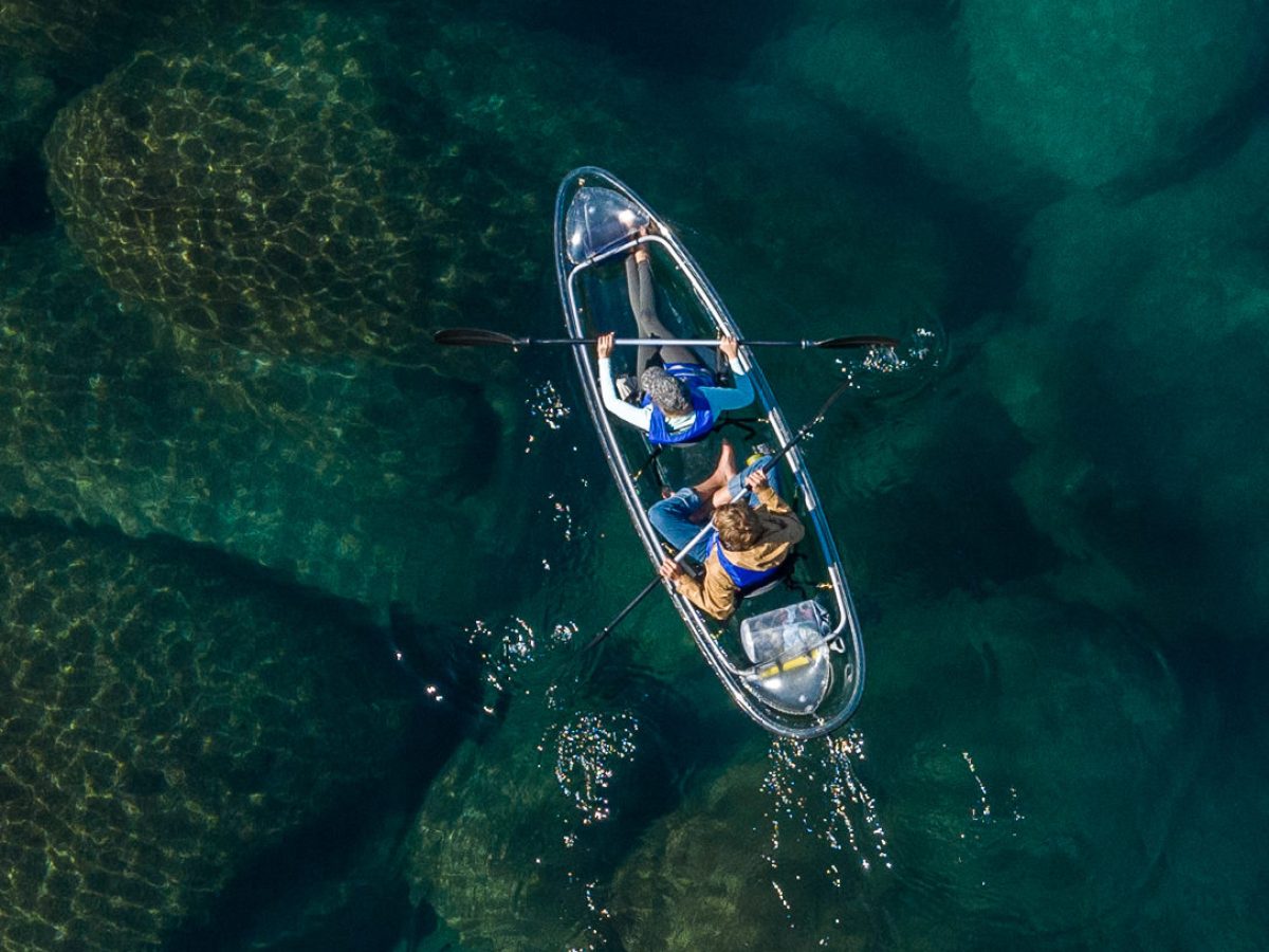 animal on the water