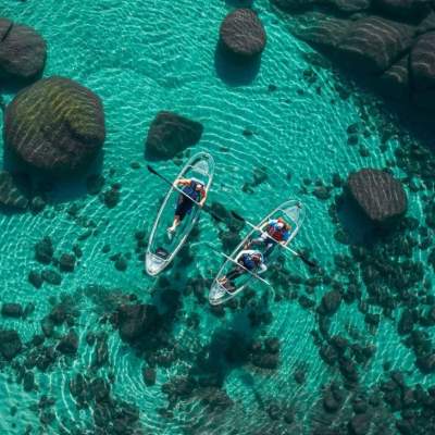 a coral in the water