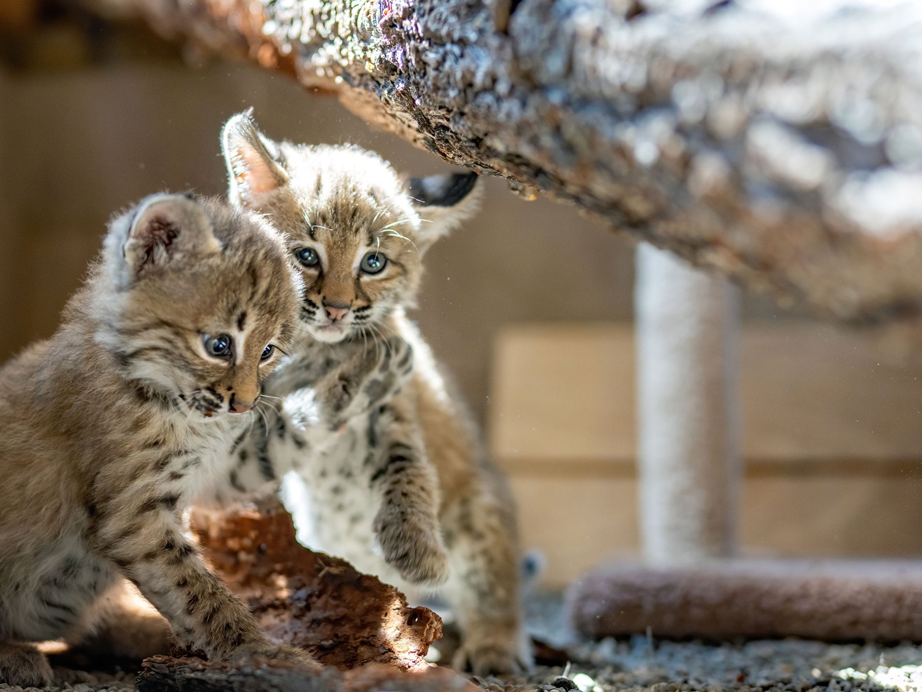 Two young lynx kittens playing together under a log.