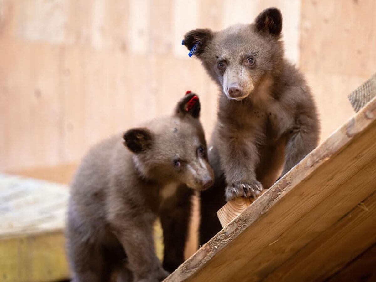 Two bear cubs climbing a wooden structure indoors.