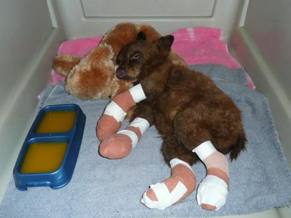 Injured bear cub with bandages sleeping with stuffed toy in a shelter.