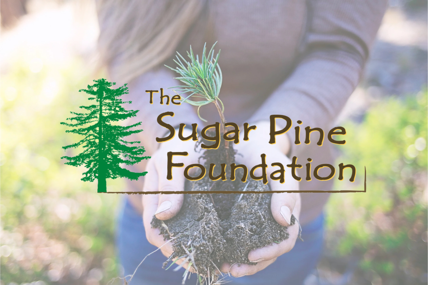 Person holding a small pine seedling with 'The Sugar Pine Foundation' text overlay.