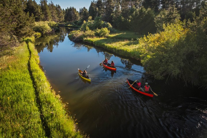 Four people kayaking on a tranquil forest river.