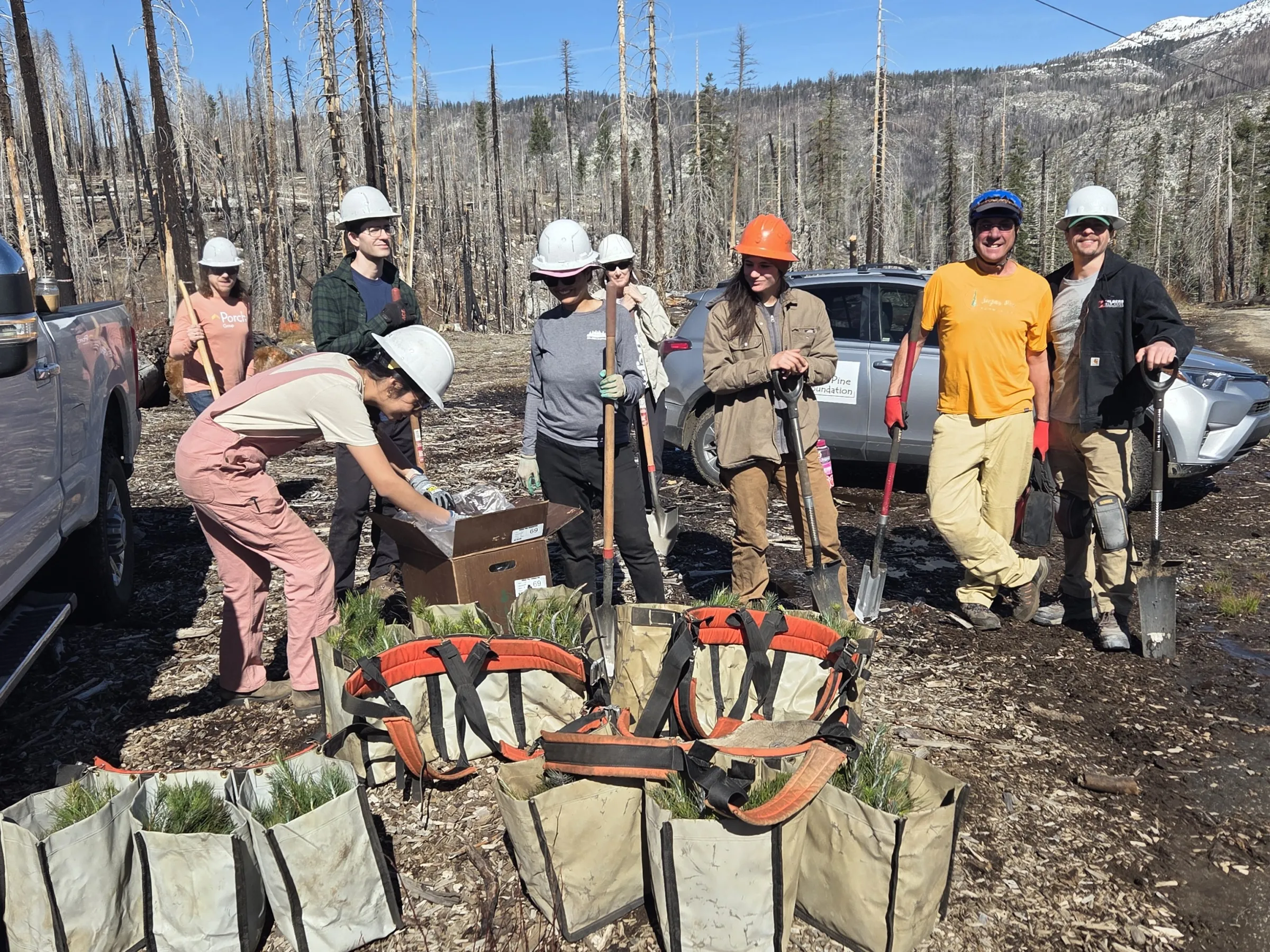 Group planting trees in forest with tools and bags on a sunny day.