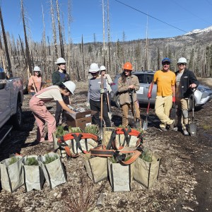 Group planting trees in forest with tools and bags on a sunny day.