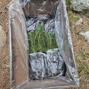 Box with wrapped evergreen seedlings in plastic bags.