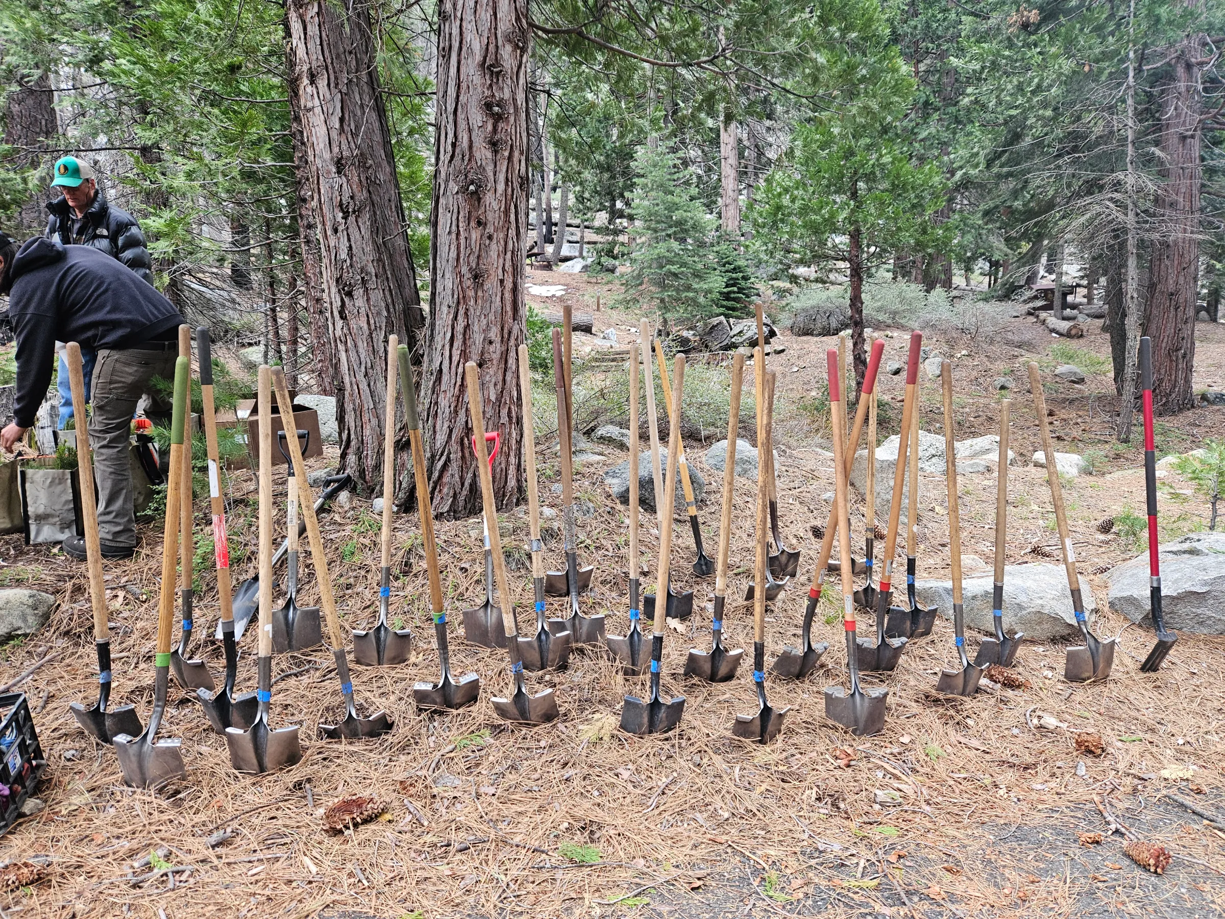 Row of shovels stuck in the ground near trees in a forest.
