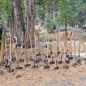 Row of shovels stuck in the ground near trees in a forest.