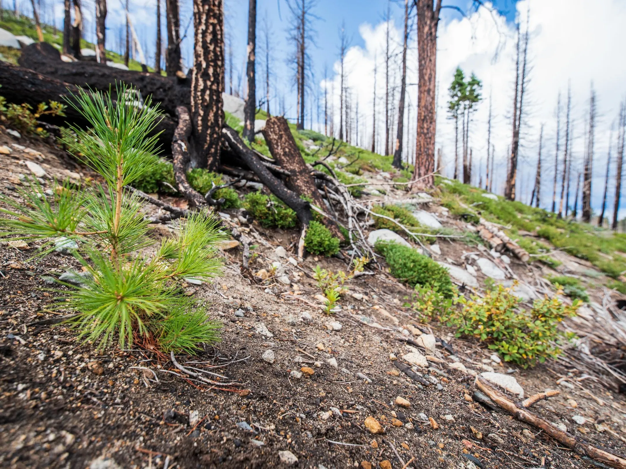 Young pine tree in a forest with burned trees and green undergrowth.