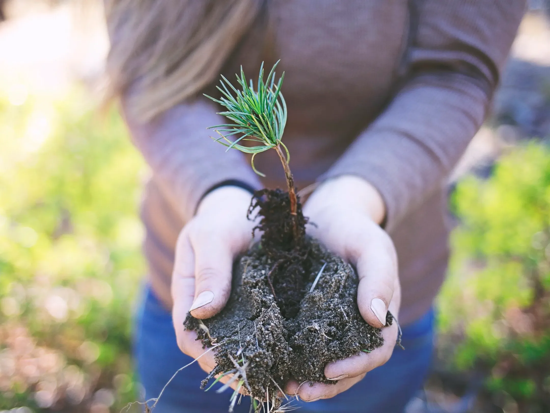 Person holding soil with a small green plant growing.