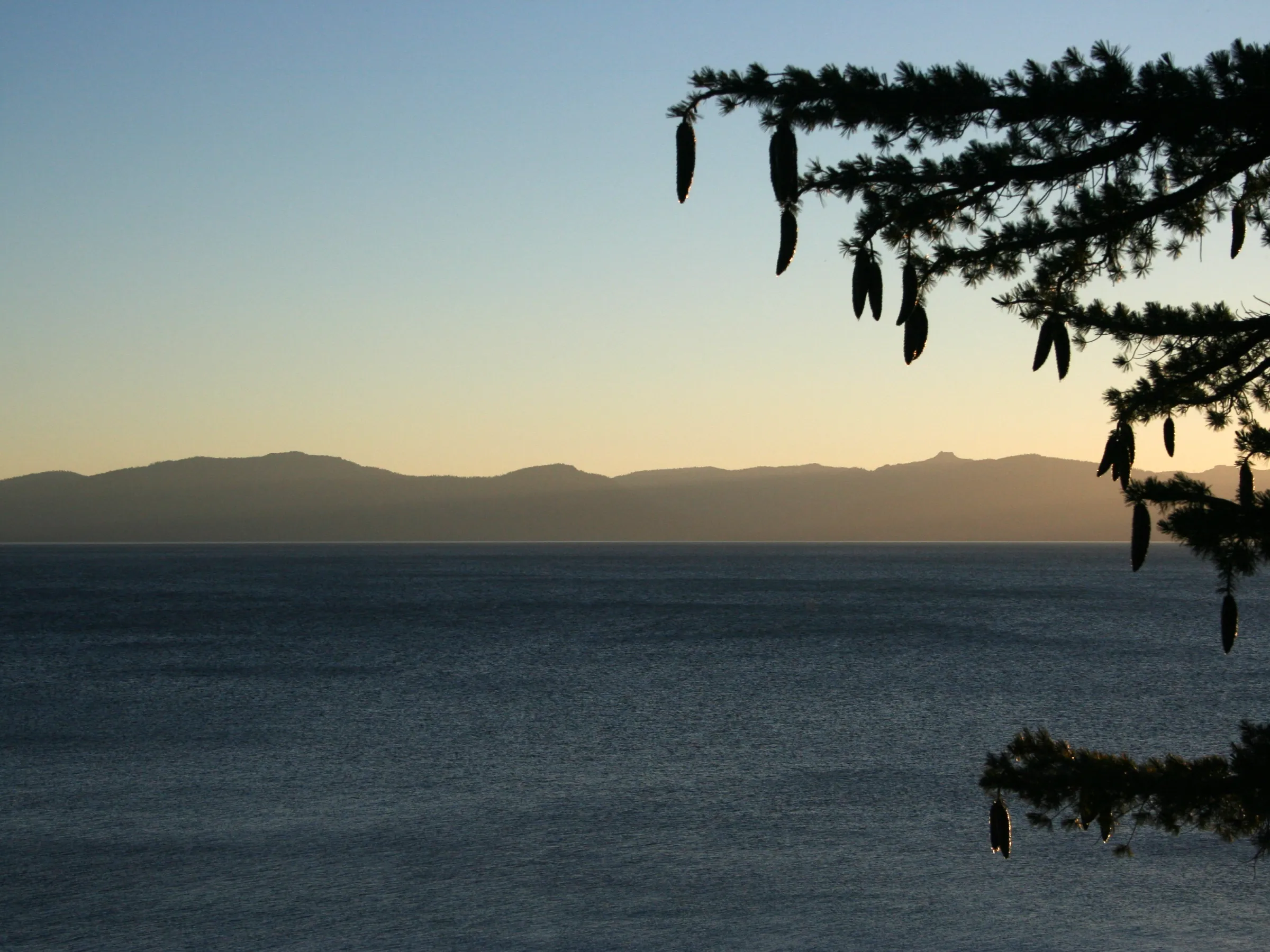 Silhouette of tree with cones against lake and mountains at sunset.