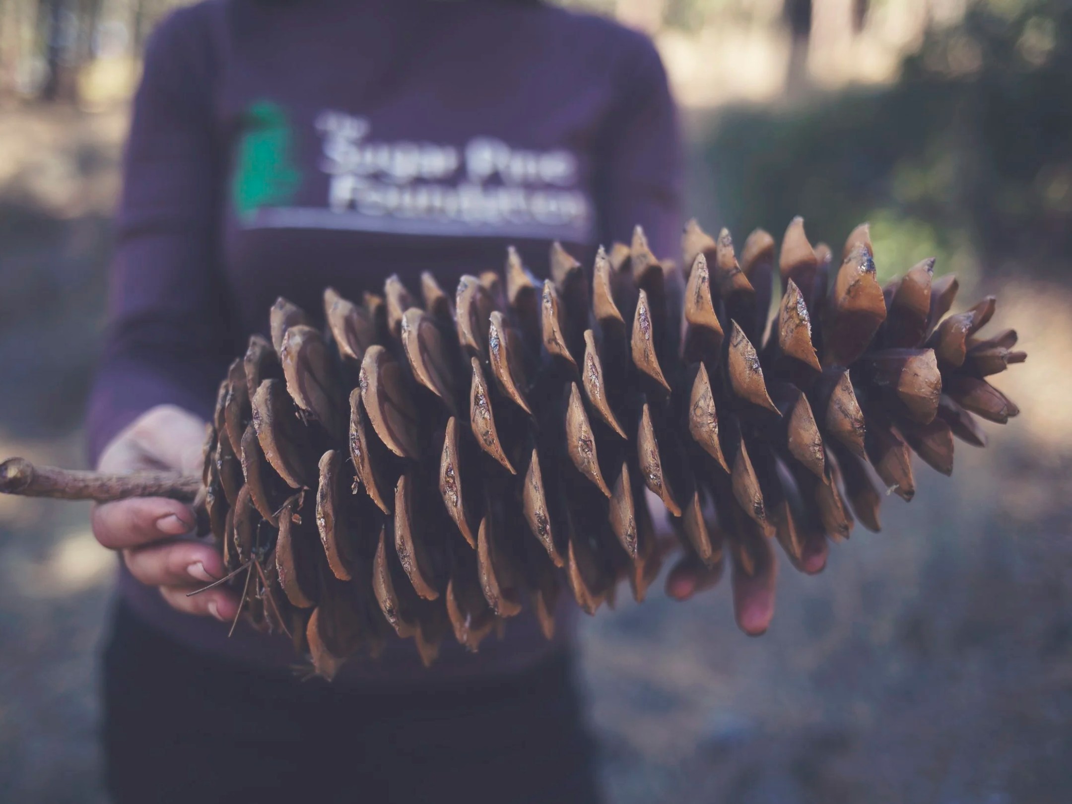 Person holding a large pine cone outdoors.