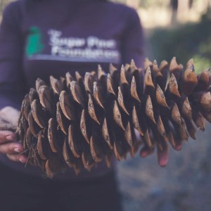 Person holding a large pine cone outdoors.