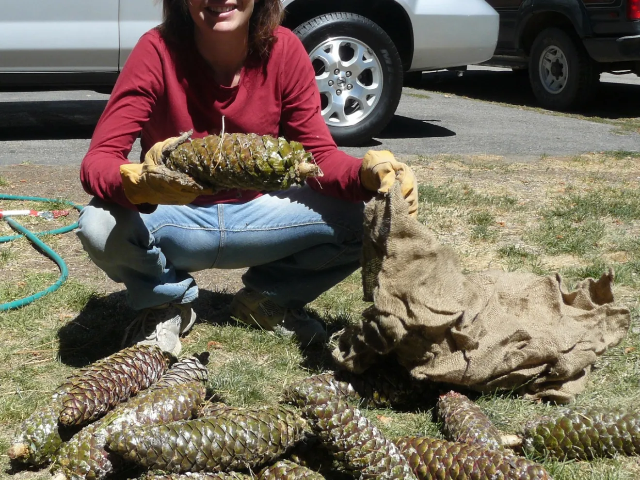 Person holding a large pine cone, kneeling on grass with multiple pine cones around.