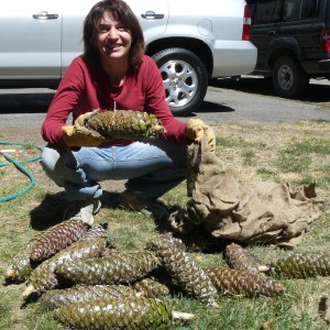 Person holding a large pine cone, kneeling on grass with multiple pine cones around.