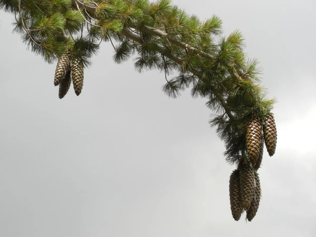 Pine branch with multiple pine cones against a gray sky.