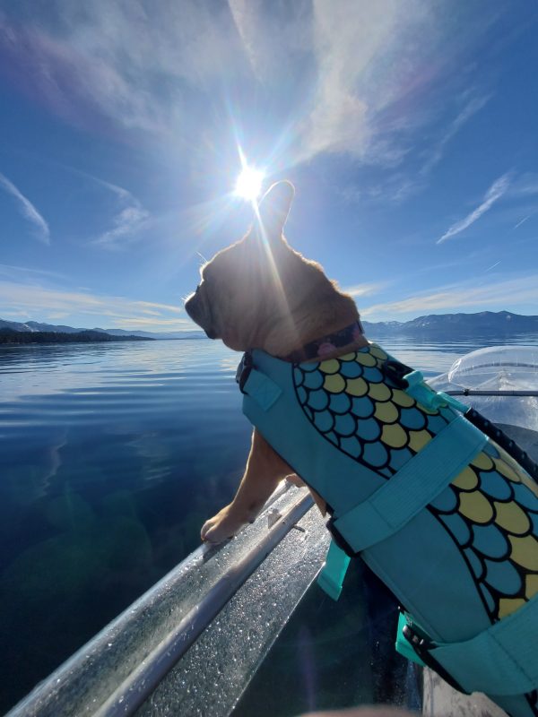 Dog in mermaid life jacket on boat under sun and blue sky.